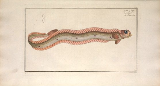 n162_w1150