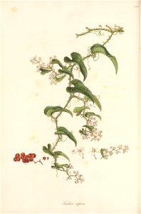 n175_w1150