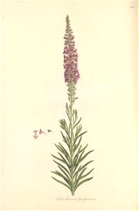 n255_w1150