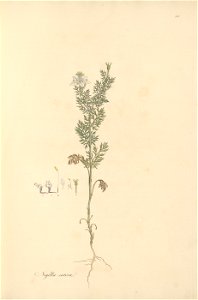 n36_w1150