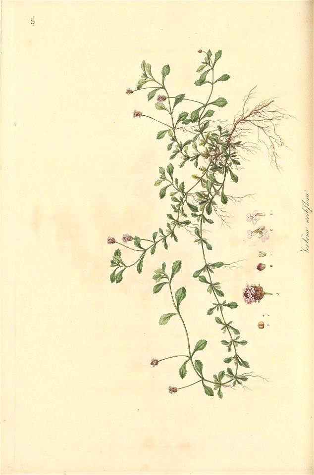 n155_w1150