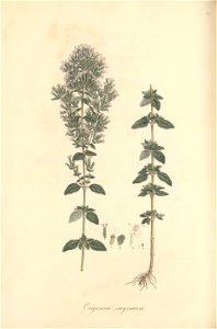 n205_w1150