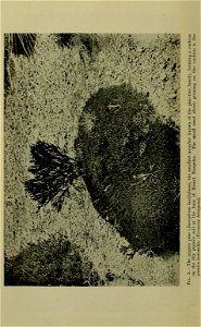 n31_w1150