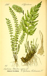 n55_w1150