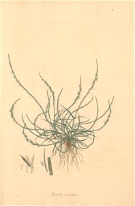 n266_w1150