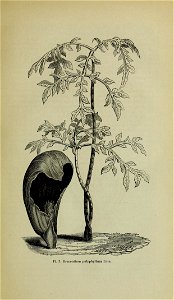 n42_w1150