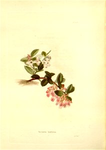 n99_w1150