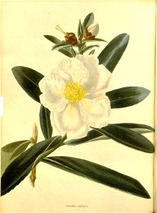 n155_w1150