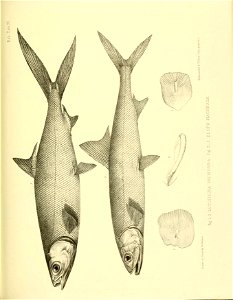 n358_w1150