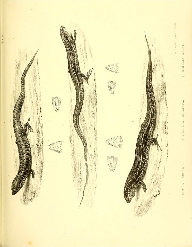 n268_w1150