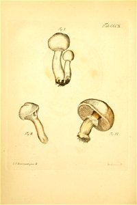 n271_w1150