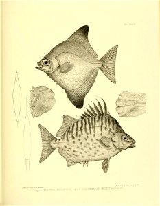 n356_w1150