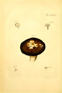 n195_w1150