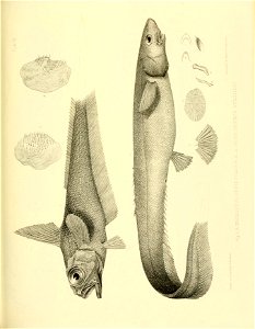 n350_w1150