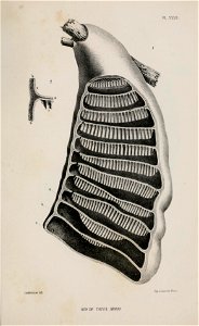 n252_w1150