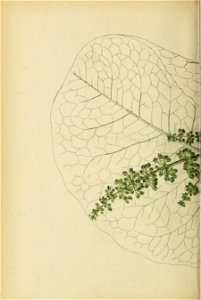 n397_w1150