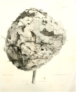 n249_w1150