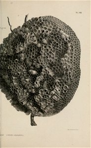 n208_w1150