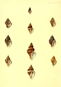 n533_w1150