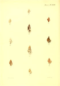 n135_w1150