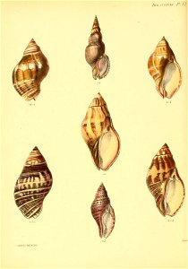 n529_w1150
