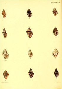 n459_w1150