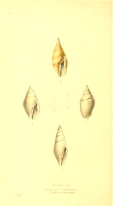 n229_w1150