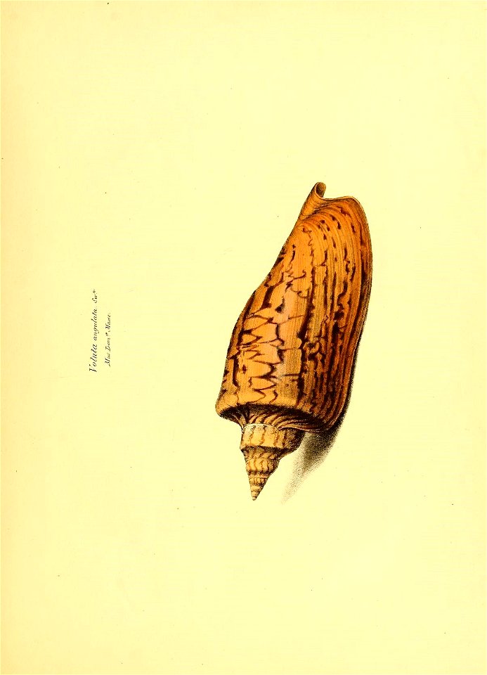 n54_w1150