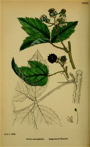 n441_w1150