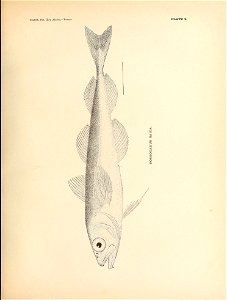 n96_w1150