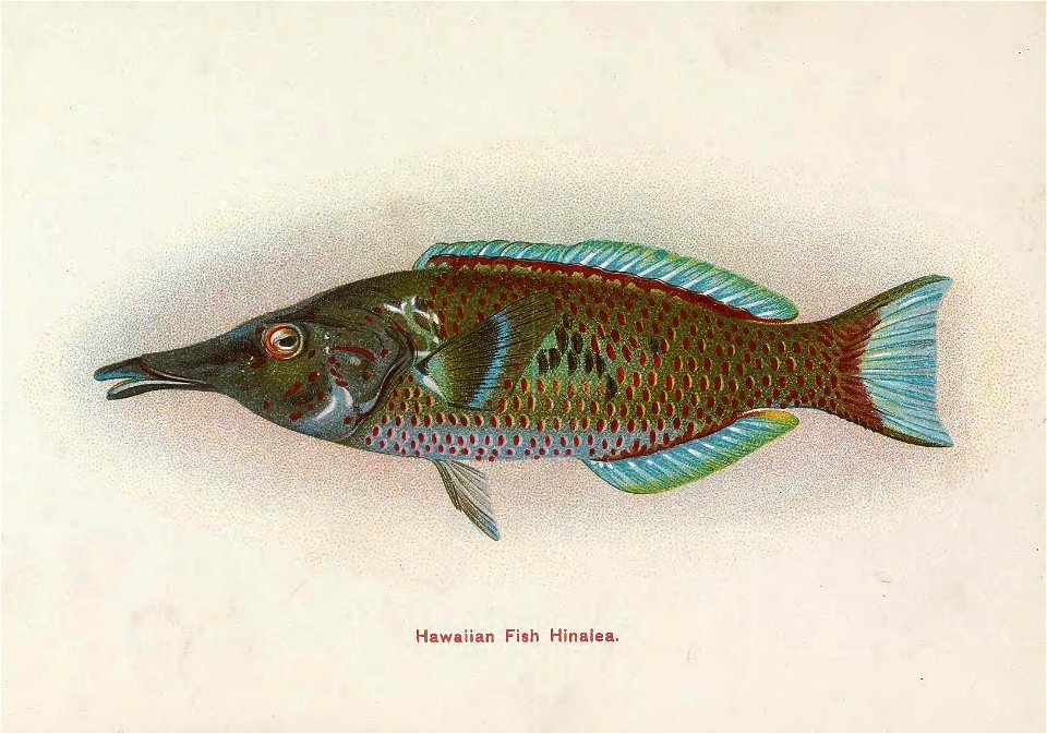 n4_w1150