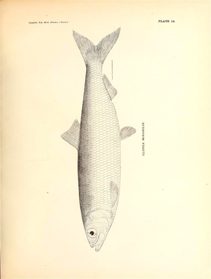 n142_w1150