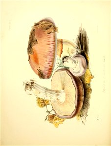 n129_w1150