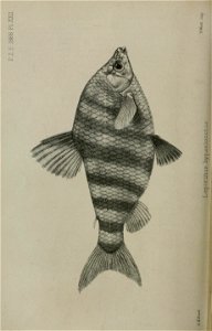 n293_w1150