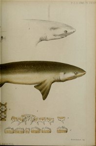 n462_w1150