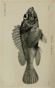 n283_w1150
