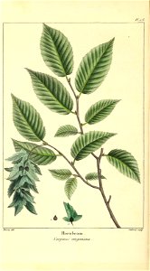 n43_w1150