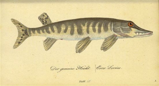 n50_w1150