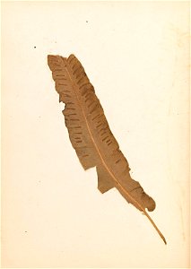 n117_w1150