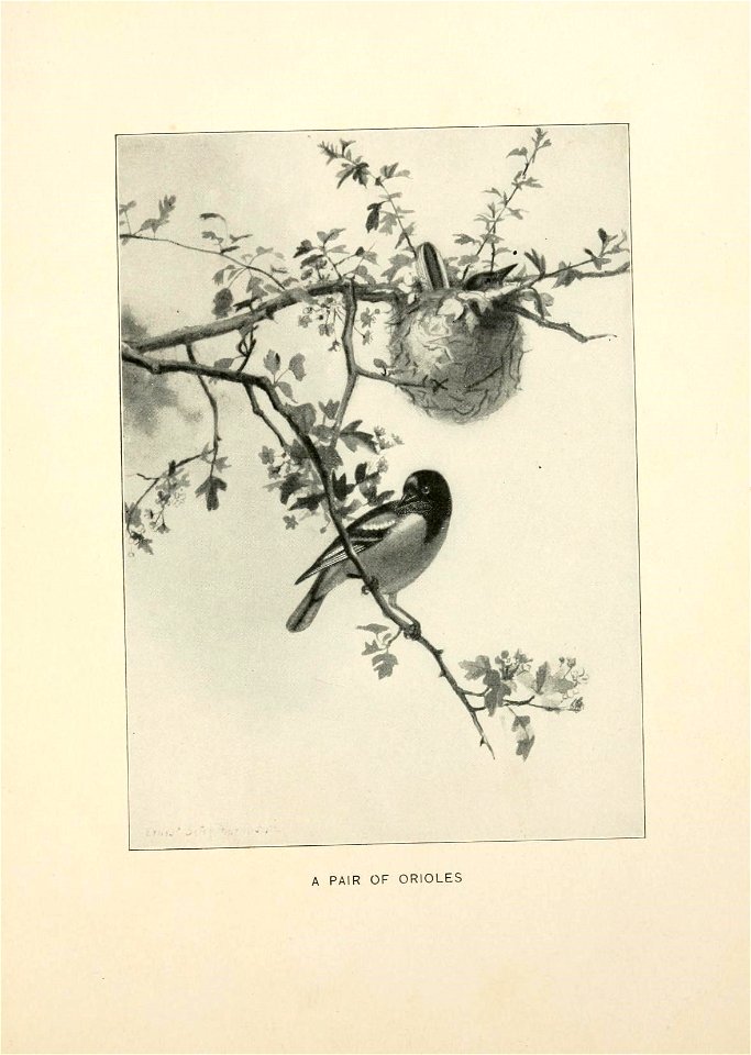 n188_w1150