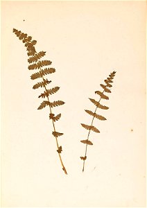 n54_w1150