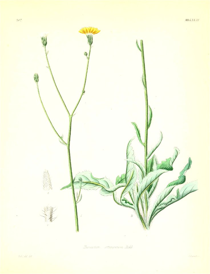 n556_w1150