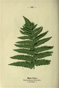 n255_w1150