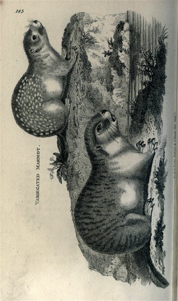 n185_w1150