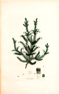 n246_w1150