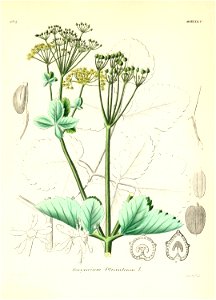 n504_w1150