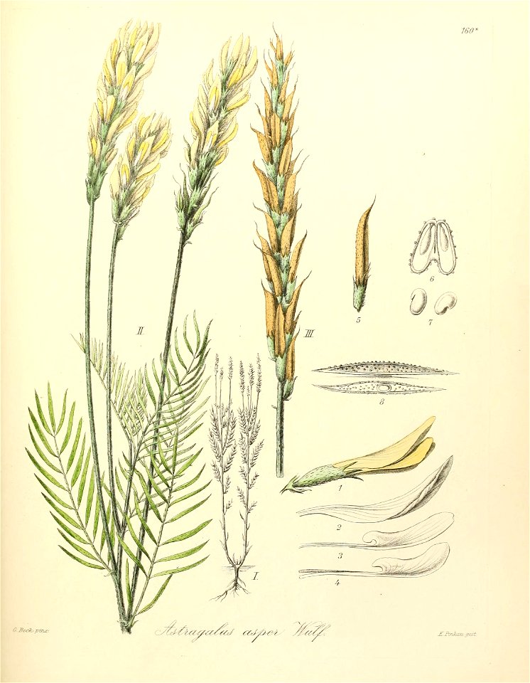 n560_w1150