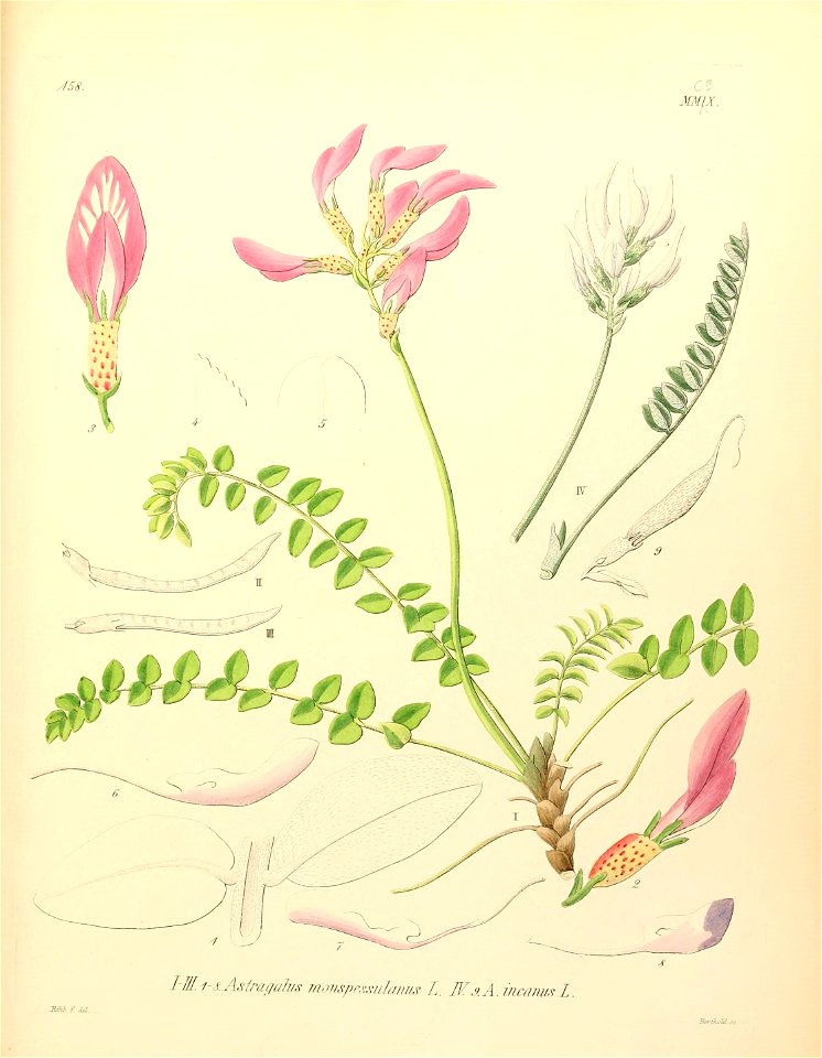 n554_w1150