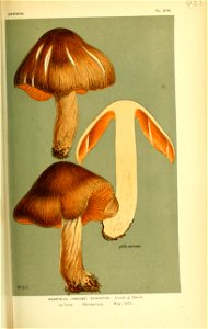 n532_w1150