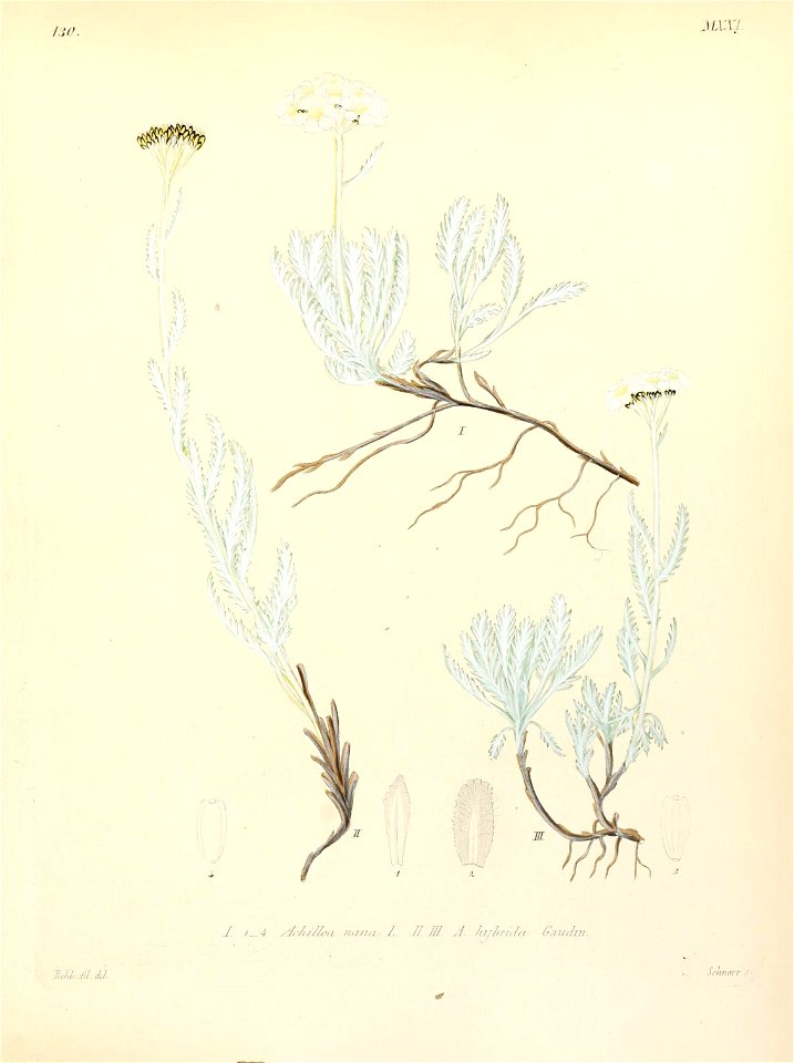 n354_w1150